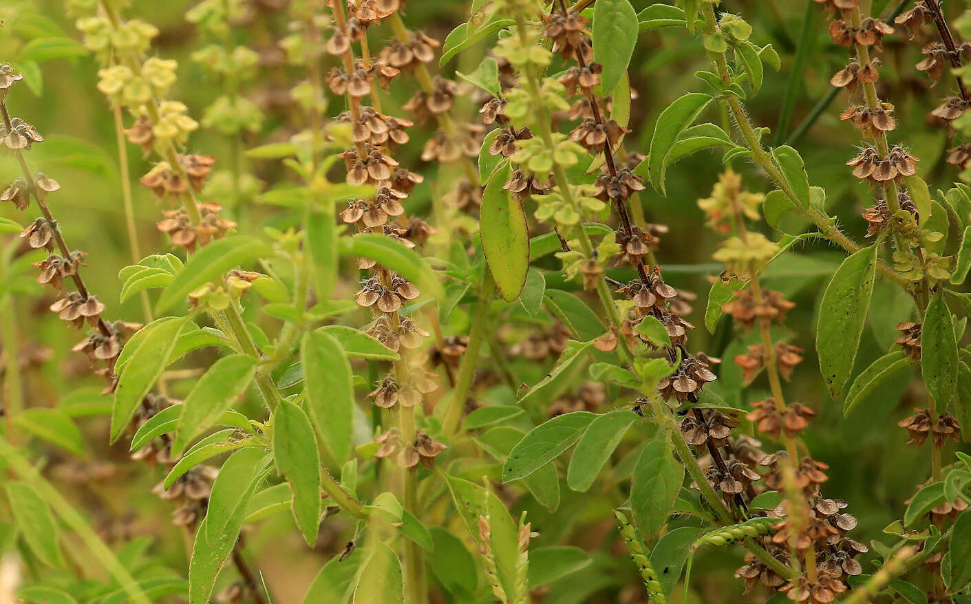 Imagem de Ocimum americanum var. americanum