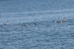 Image of Fluttering Shearwater