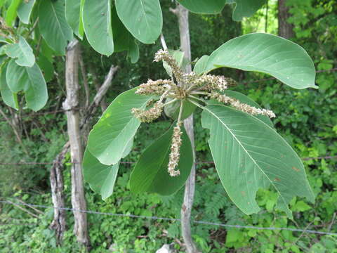 Image of Terminalia macrostachya (Standl.) Alwan & Stace