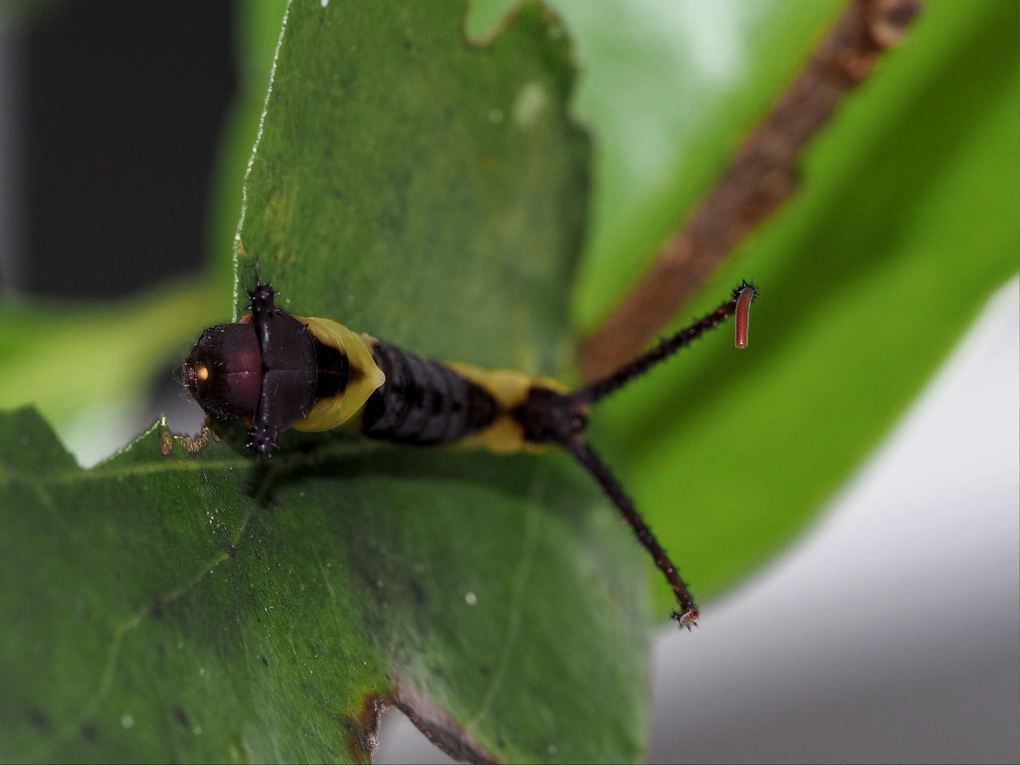 Image of Kamalia multipunctata