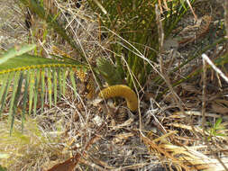 Image of Macrozamia macleayi Miq.