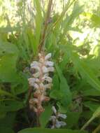 Image of oxtongue broomrape