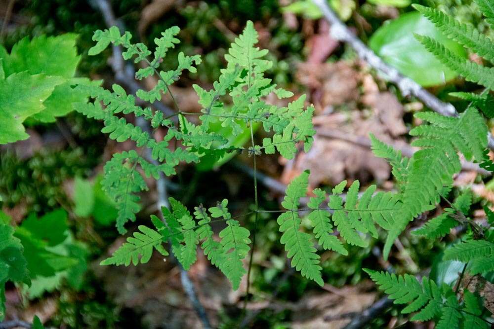 Image of Common Fern