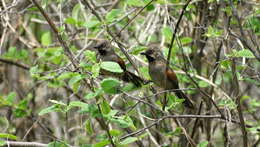 Image of Red-shouldered Spinetail