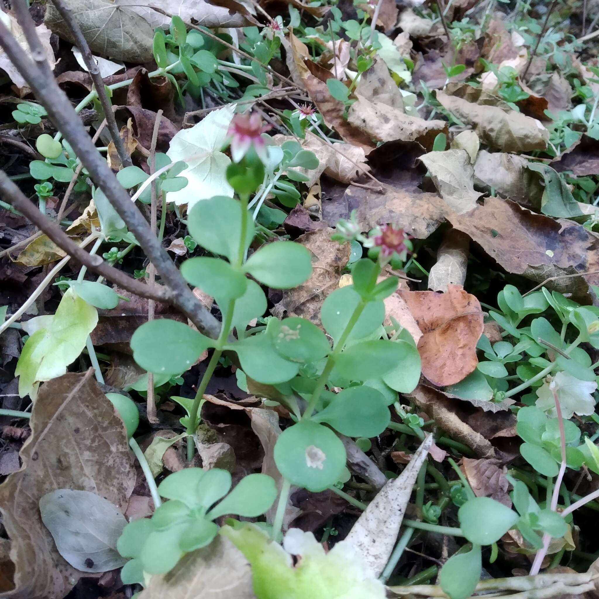 Image of Sedum rhodocarpum Rose