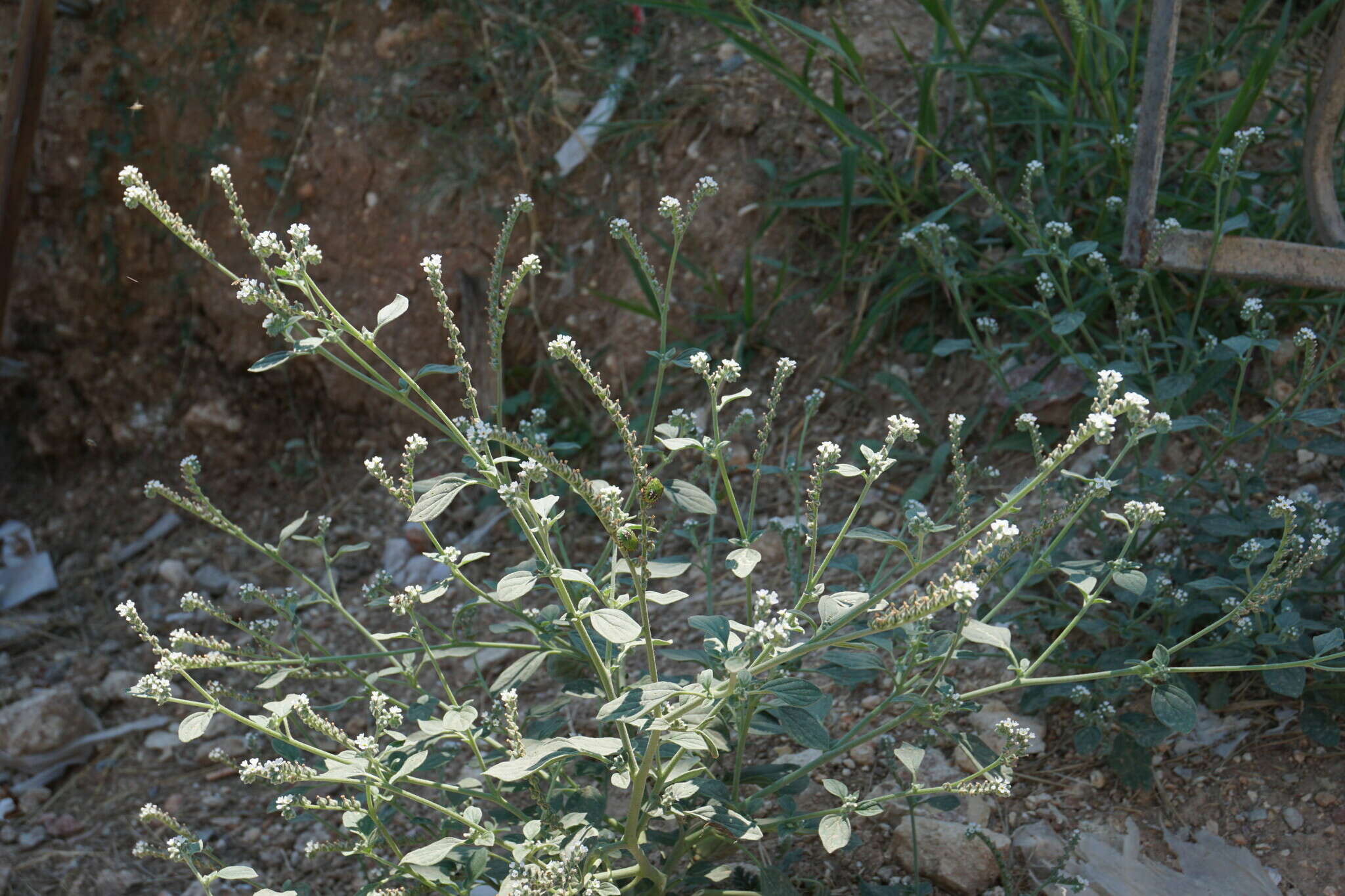 Imagem de Heliotropium ellipticum Ledeb.