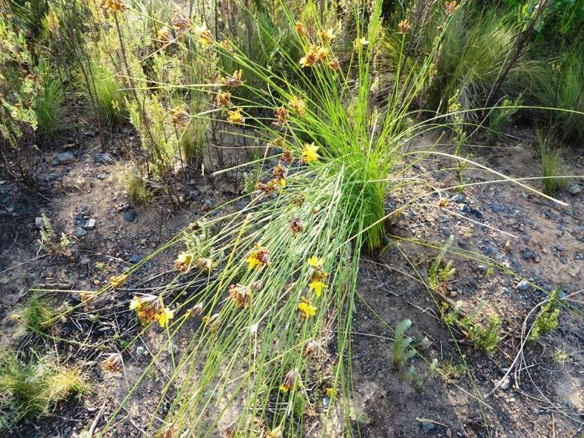 Image of Bobartia indica L.