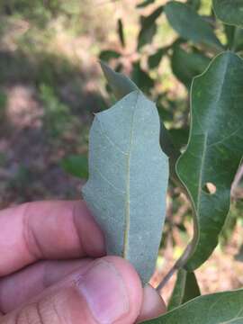 Quercus incana W. Bartram resmi