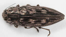 Image of Sculptured Pine Borer