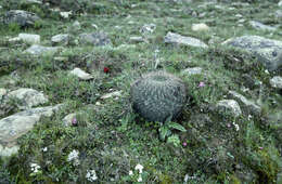 Imagem de Echinopsis chrysochete Werderm.