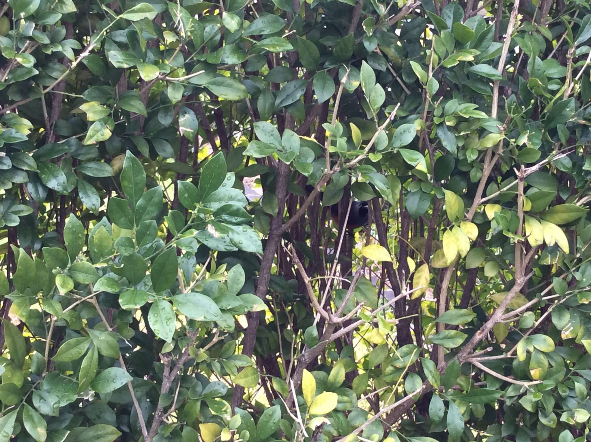 Image of Black-faced Monarch