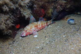 صورة Upeneichthys vlamingii (Cuvier 1829)