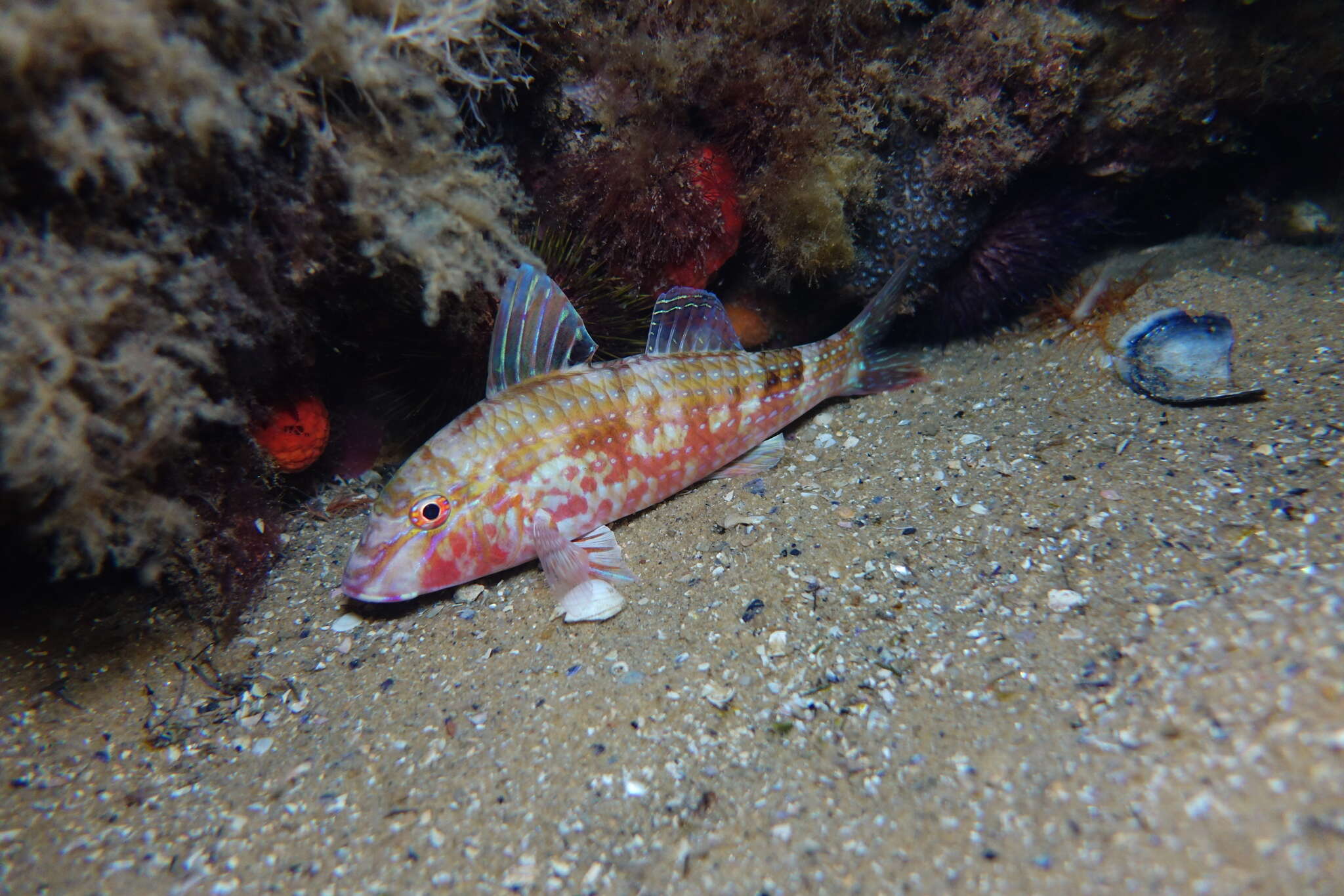 Image of Black-striped goatfish