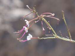 Imagem de Anulocaulis leiosolenus var. gypsogenus (Waterf.) R. Spellenberg & T. Wootten