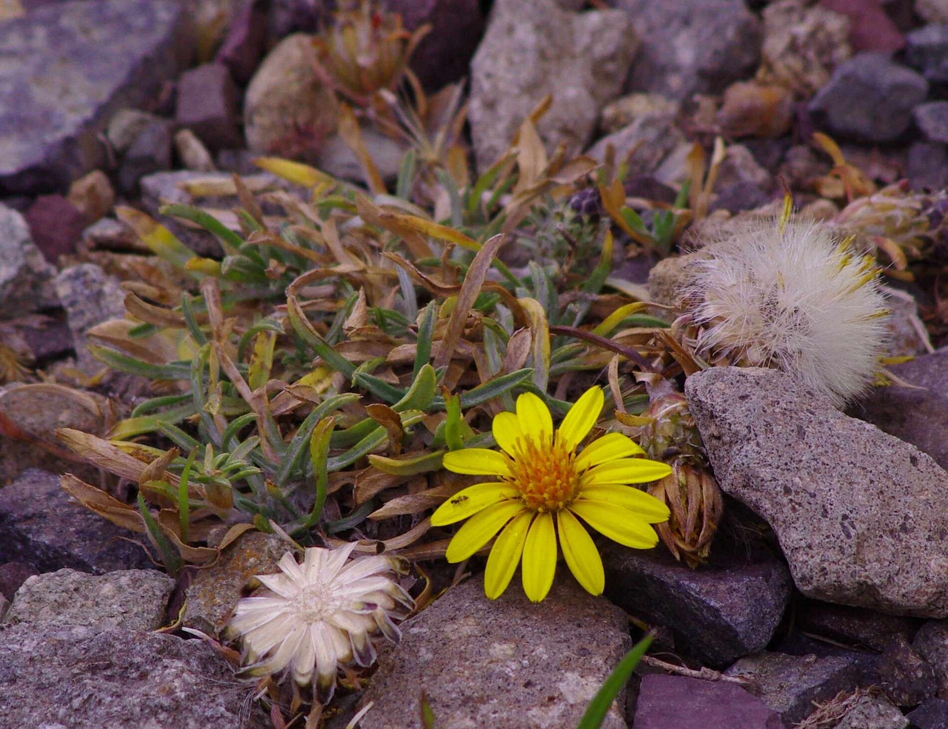 Image of Chaetanthera chilensis (Willd.) DC.