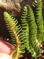 Image of Polystichum andinum Phil.