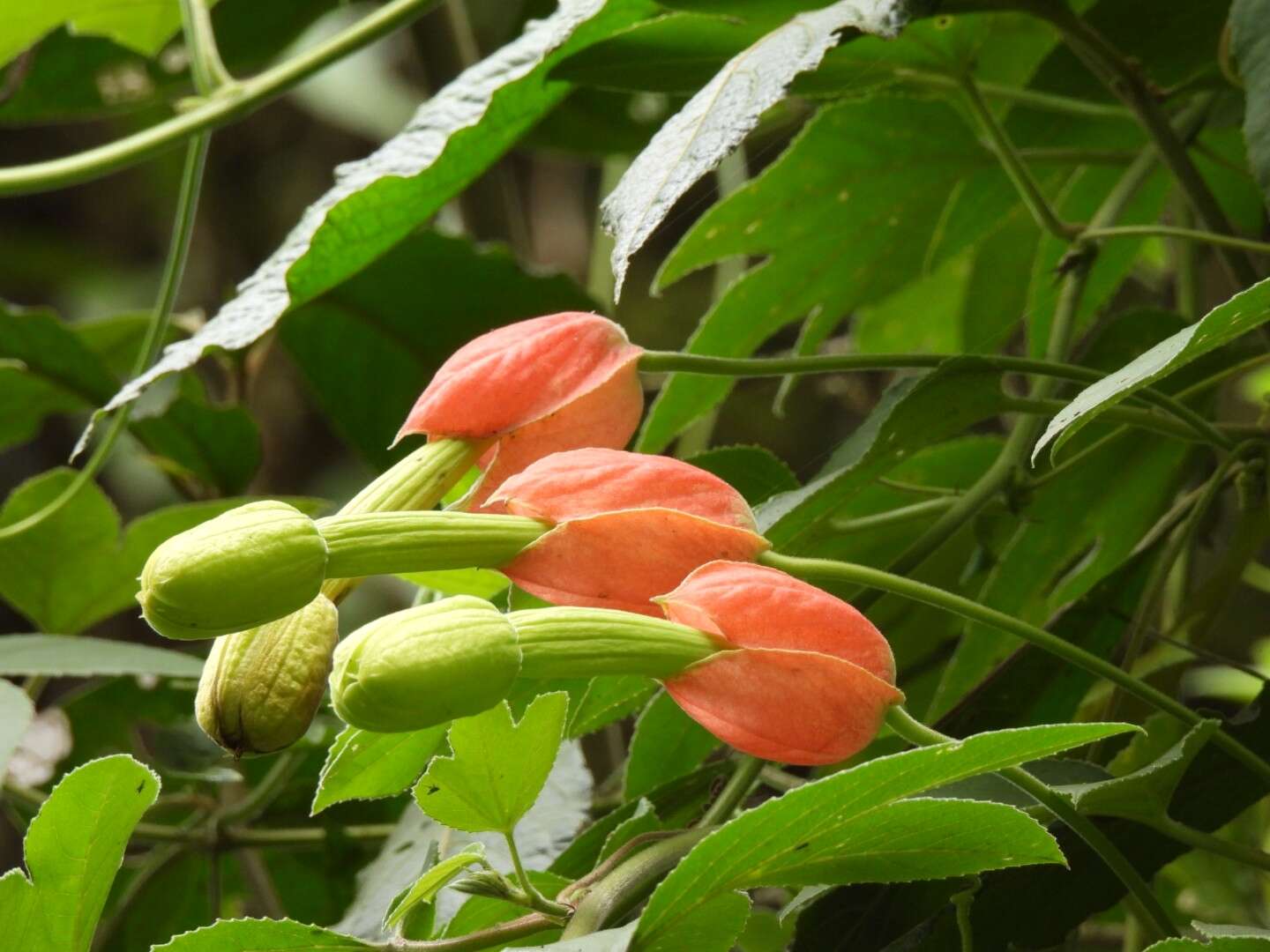 Passiflora ampullacea Harms的圖片