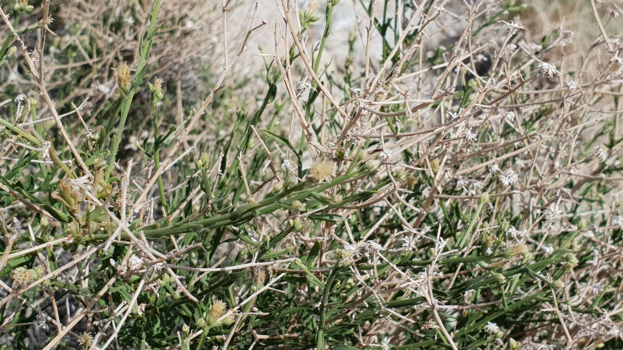 Image of shortleaf baccharis