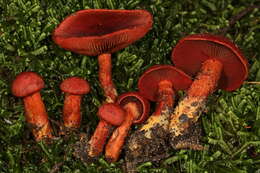 Image of Cortinarius harrisonii Ammirati, Niskanen & Liimat. 2013