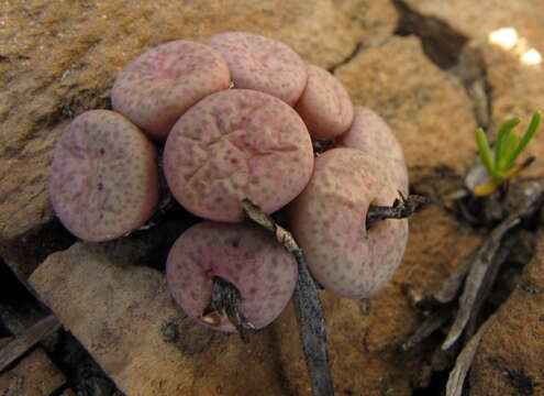 Image of Conophytum truncatum subsp. truncatum