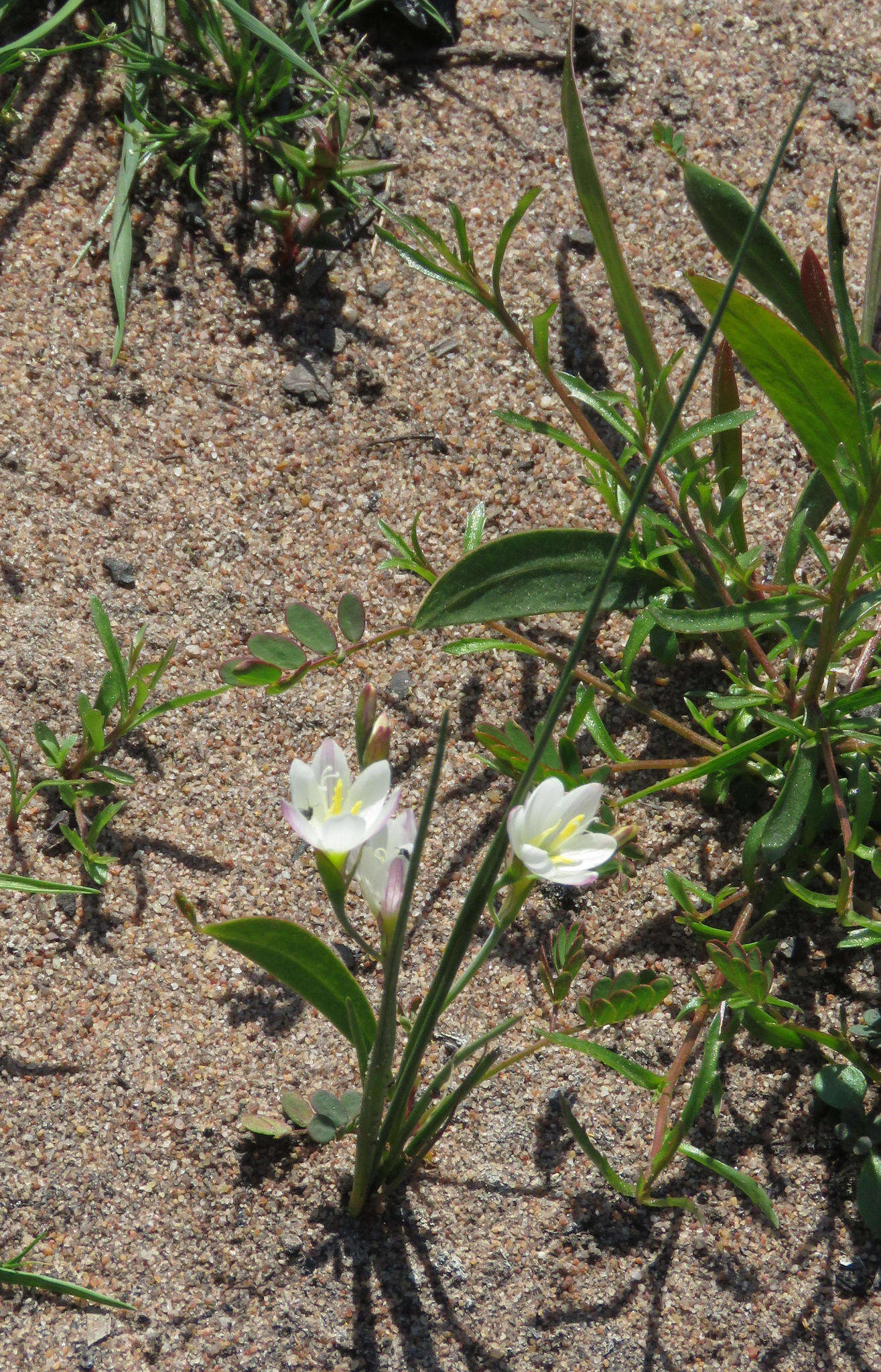 Image of Geissorhiza imbricata subsp. imbricata