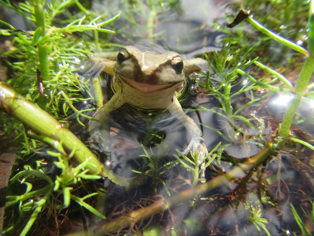 Image of Lesueur's frog