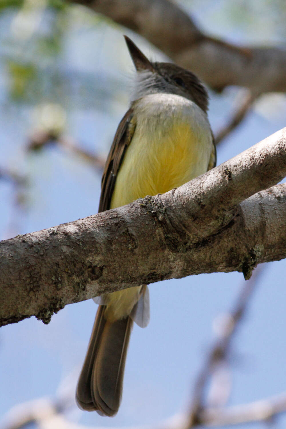 Image of Dusky-capped Flycatcher