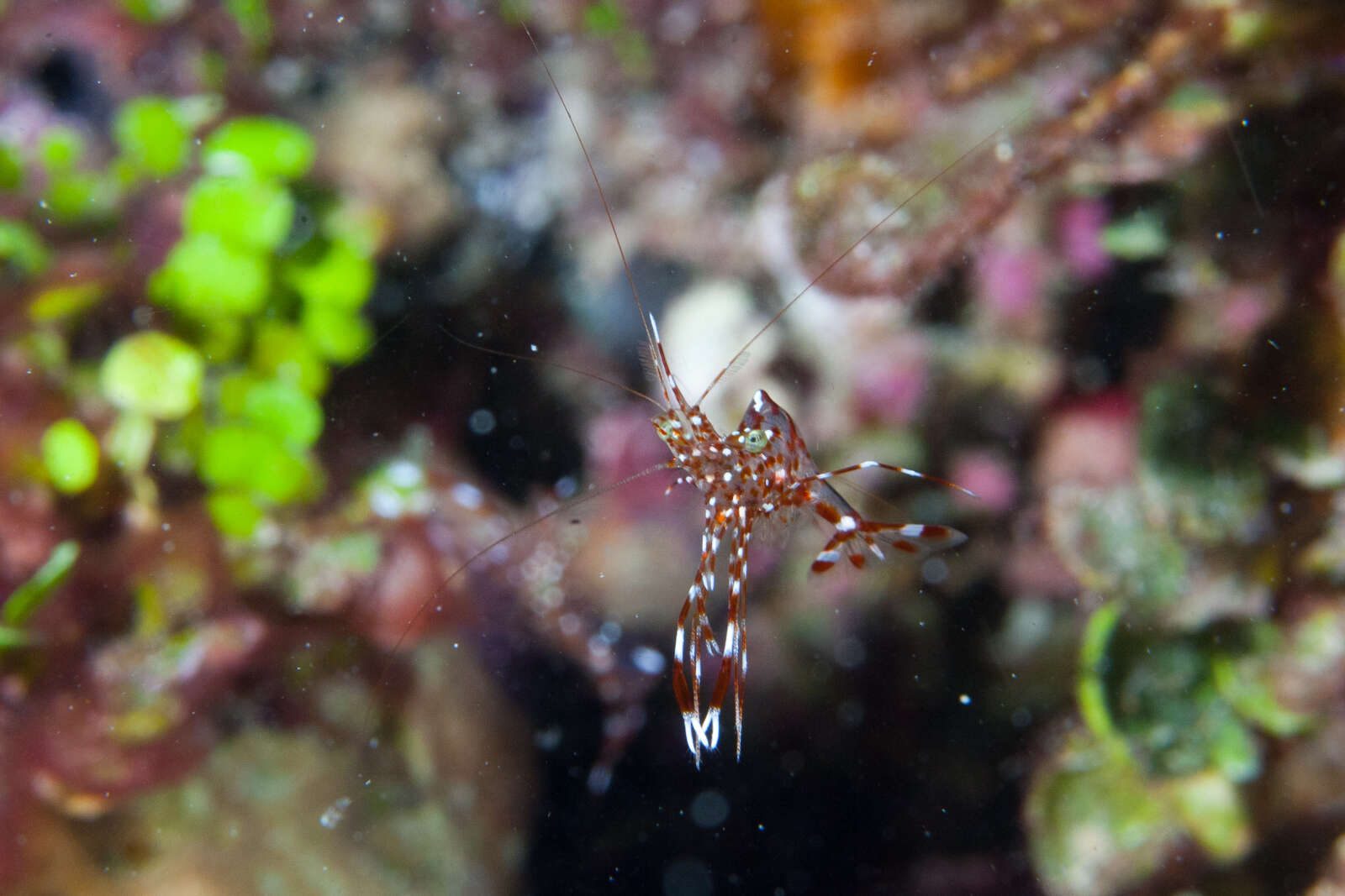 Image of clear cleaner shrimp
