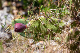 Sivun Opuntia cubensis Britton & Rose kuva