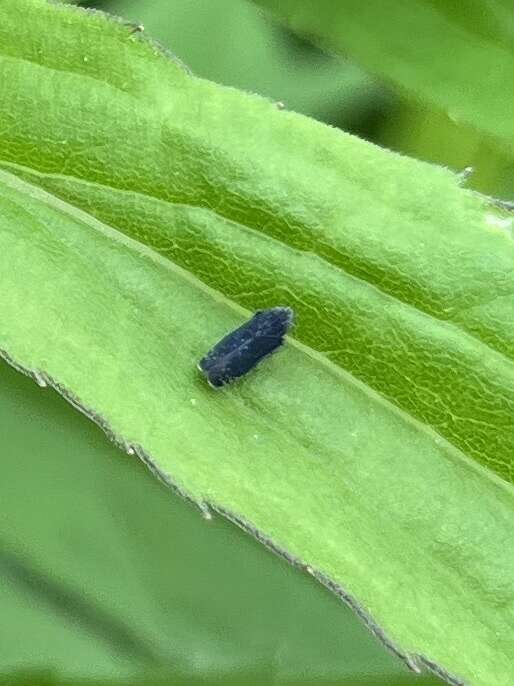 Image of Yellowfaced Leafhopper