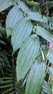 Image de Tricyrtis suzukii Masam.