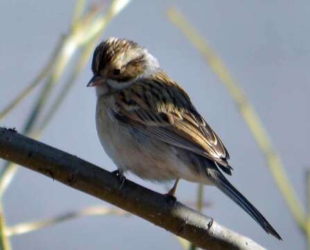 Image of Clay-colored Sparrow