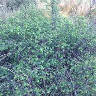 Image of pink snowberry