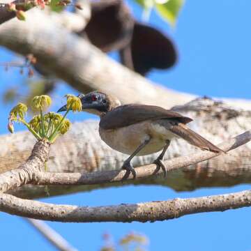 Image of Helmeted Friarbird