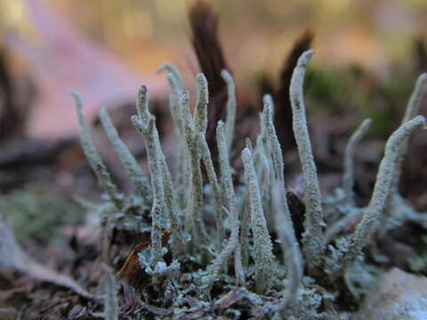 صورة Cladonia coniocraea (Flörke) Spreng.