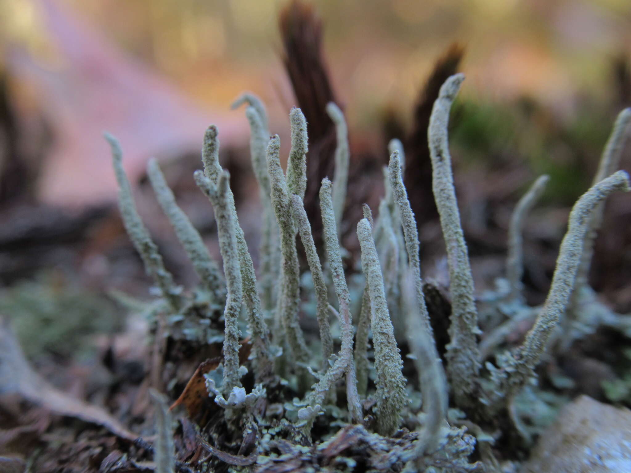 Image of cup lichen