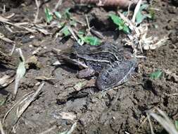 Image of rufous frog