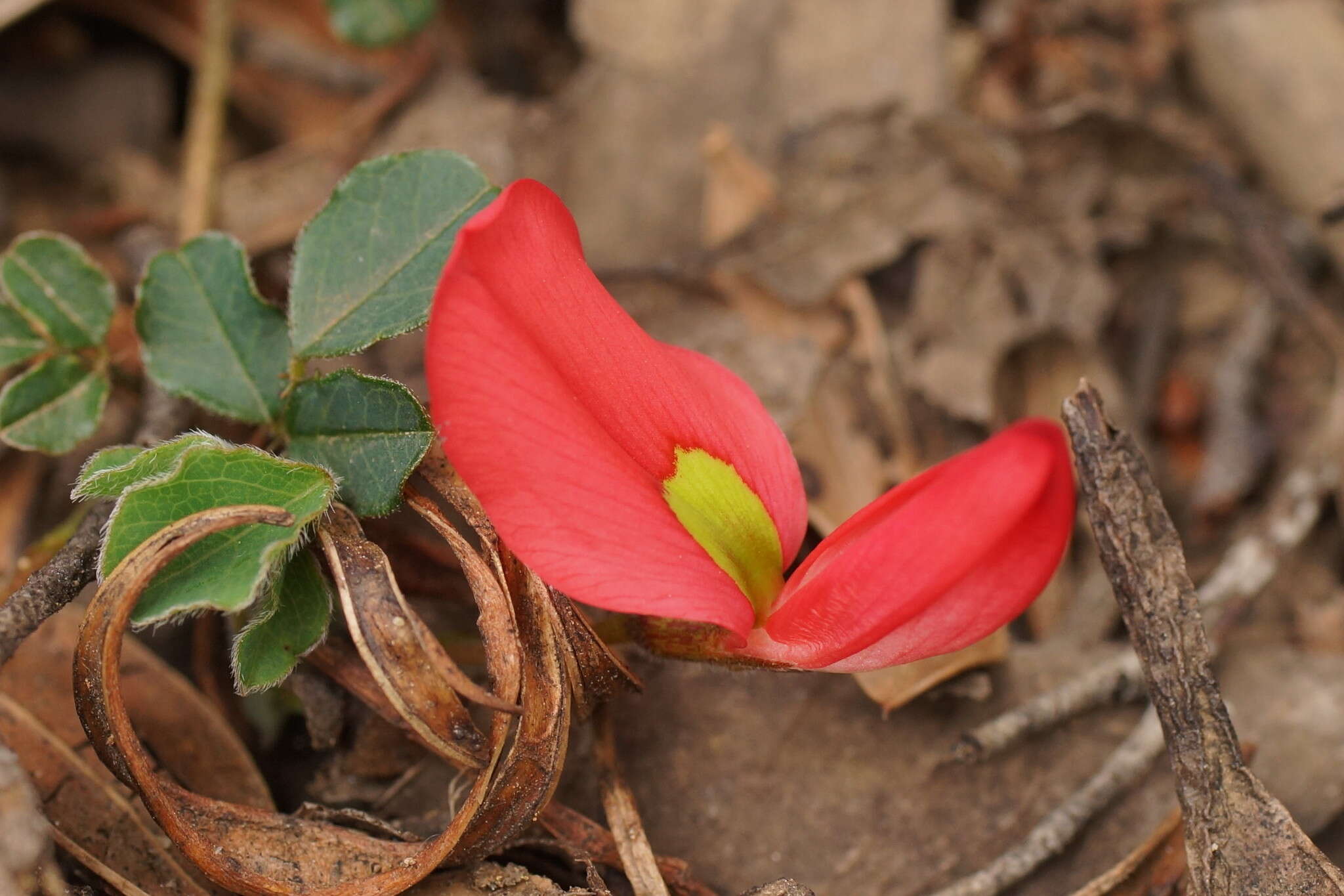 Plancia ëd Kennedia prostrata R. Br.