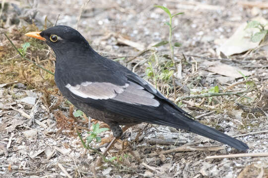 Image of Grey-winged Blackbird