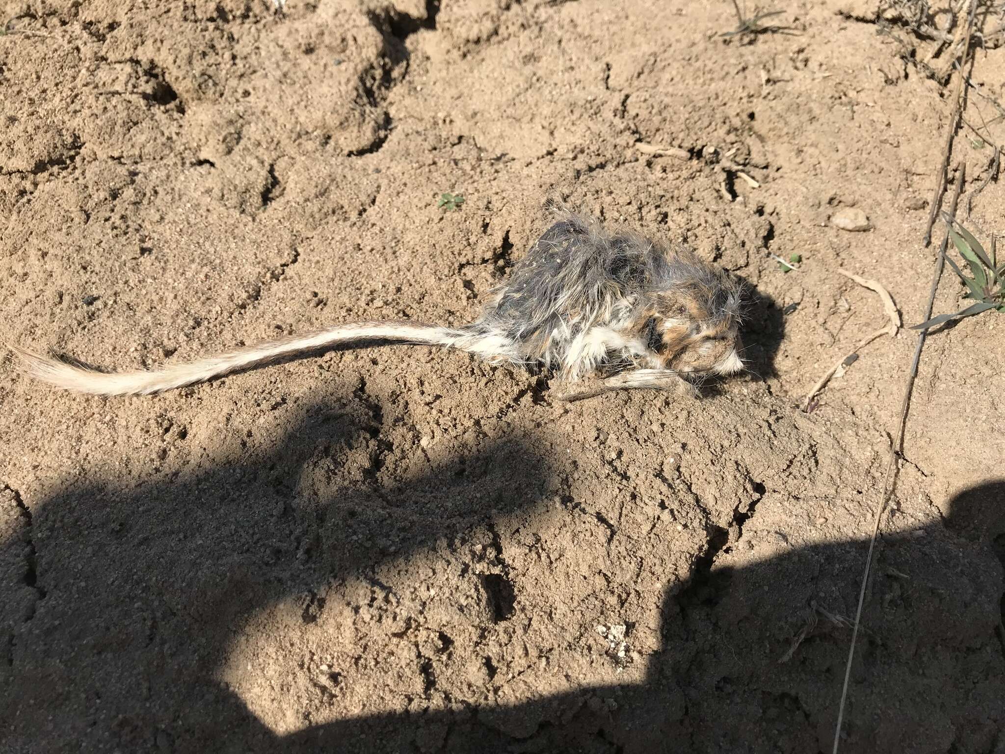 Image of Ord's Kangaroo Rat