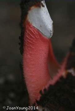 Image of Hydnora Thunberg 1775