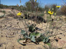 Image of Othonna petiolaris DC.