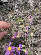 Image de Senecio arenarius Thunb.