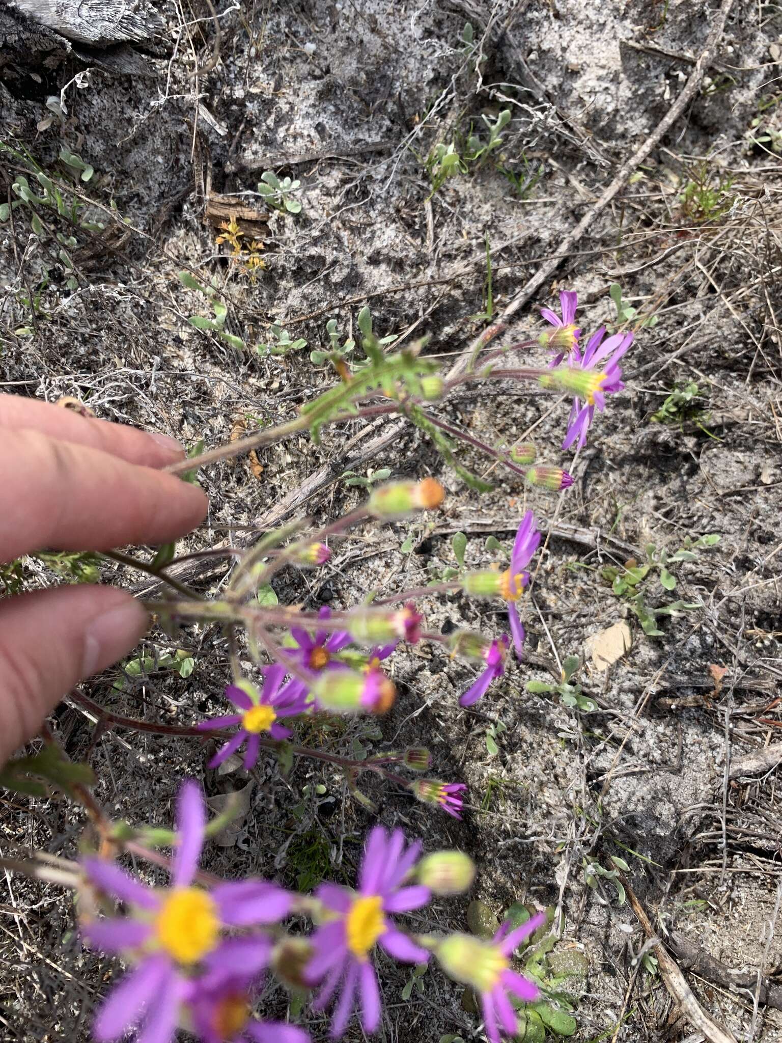 Plancia ëd Senecio arenarius Thunb.