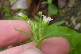 صورة Cerastium nutans Raf.