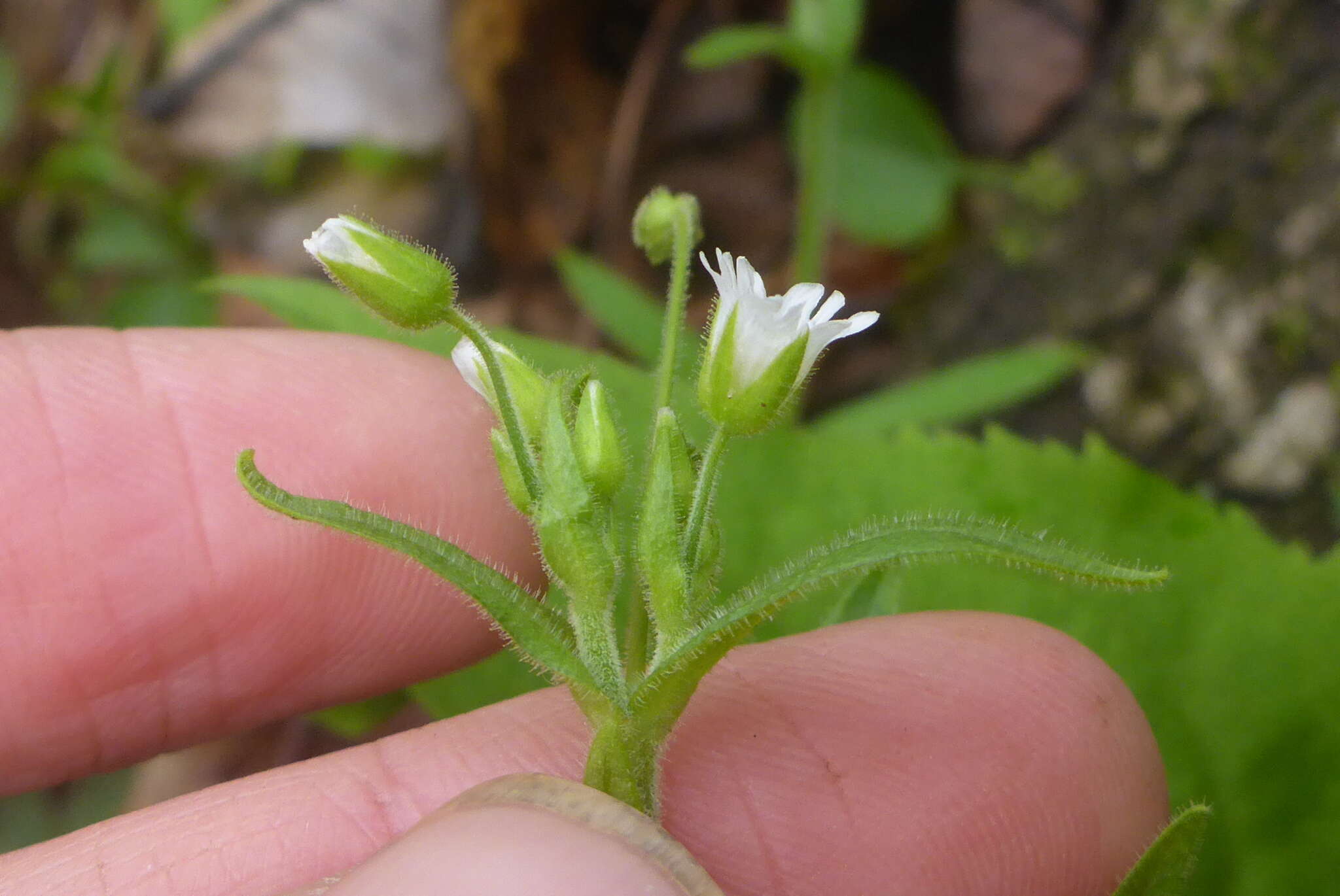 صورة Cerastium nutans Raf.