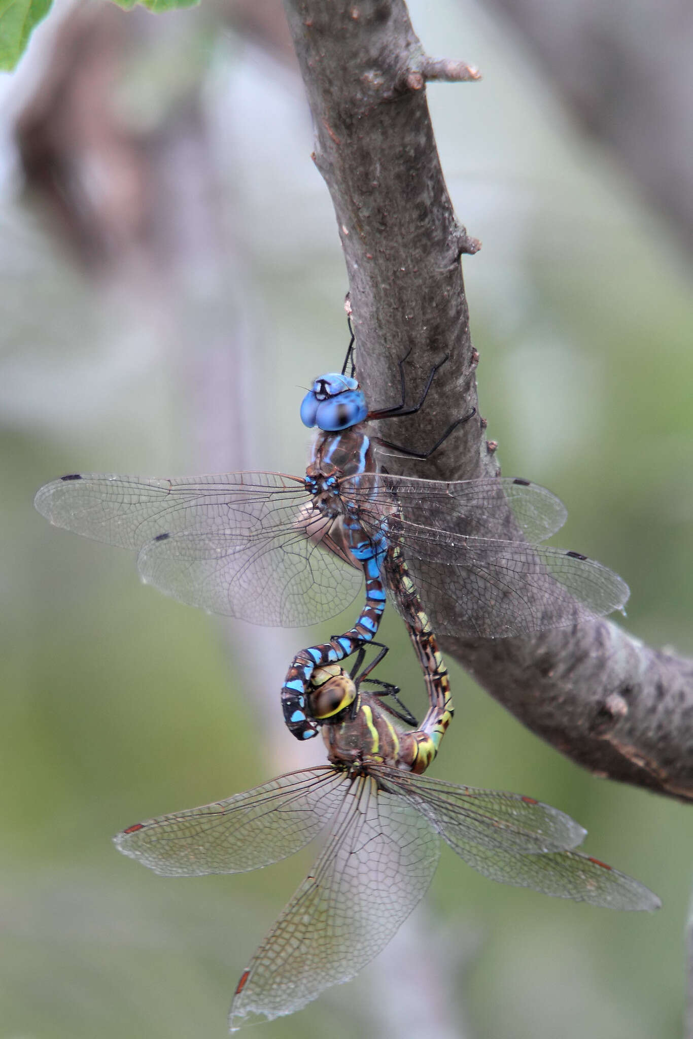 Image of Blue-eyed Darner