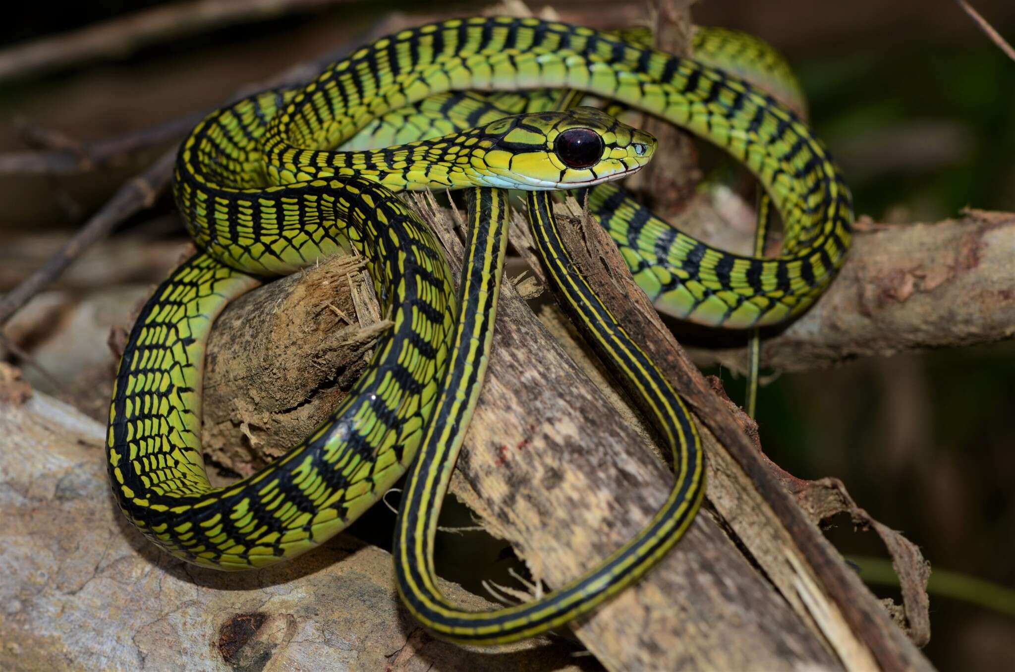 Sivun Rhamnophis aethiopissa Günther 1862 kuva