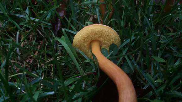 Imagem de Boletus harrisonii A. H. Sm. & Thiers 1971