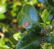 Image of Boxwood blight